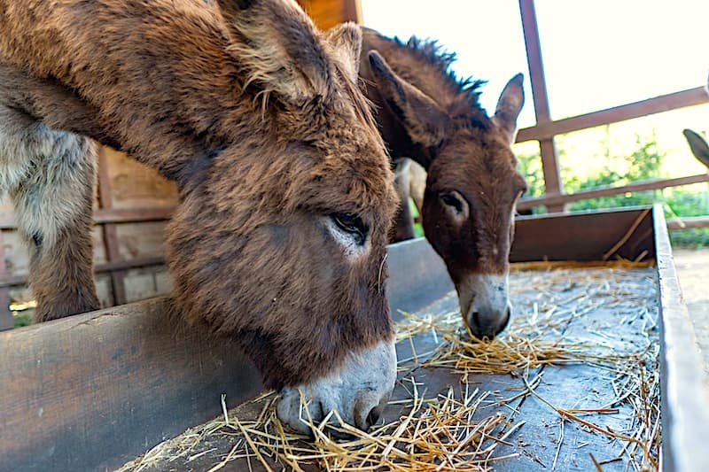 Donkeys eating