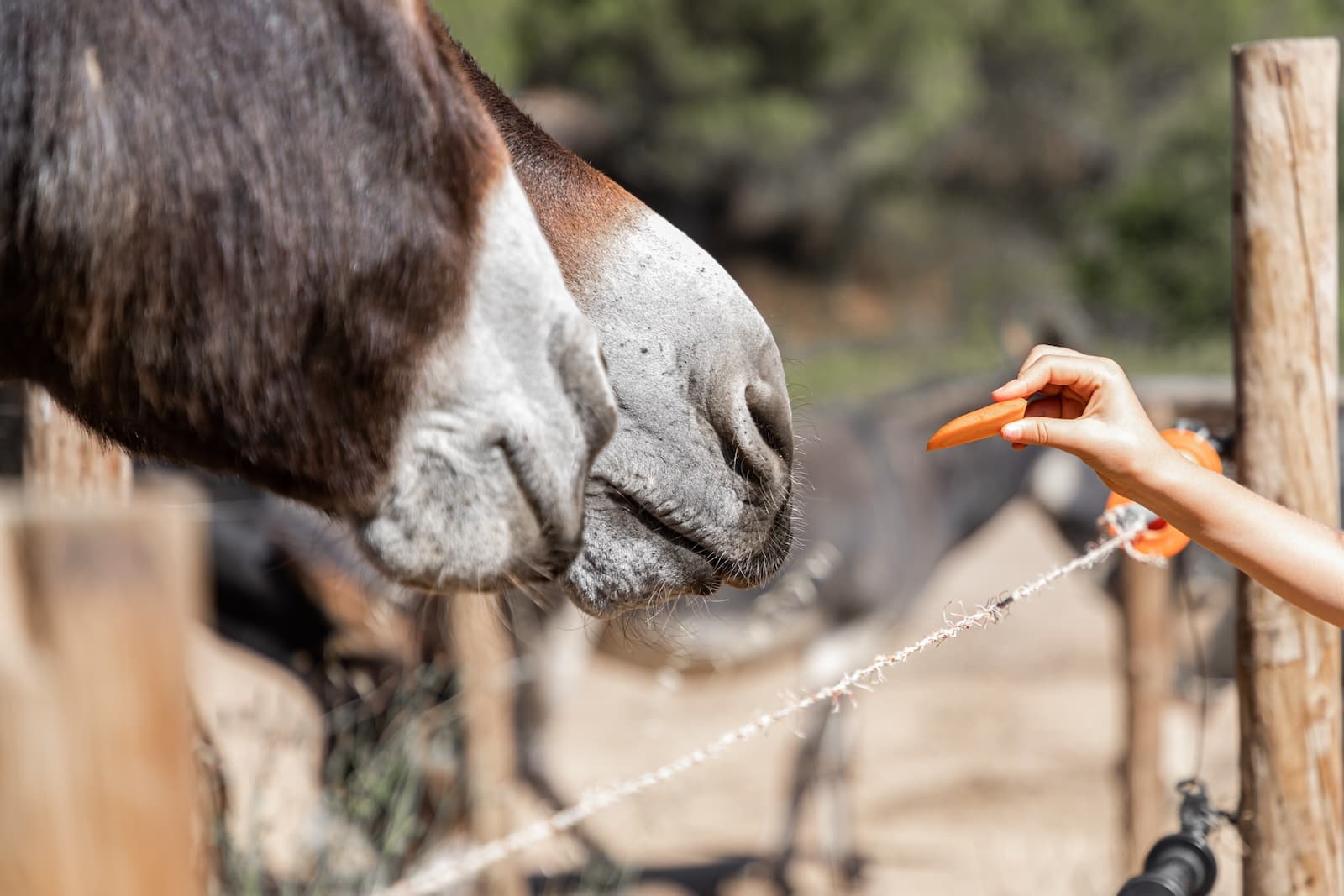 Help us feed a donkey