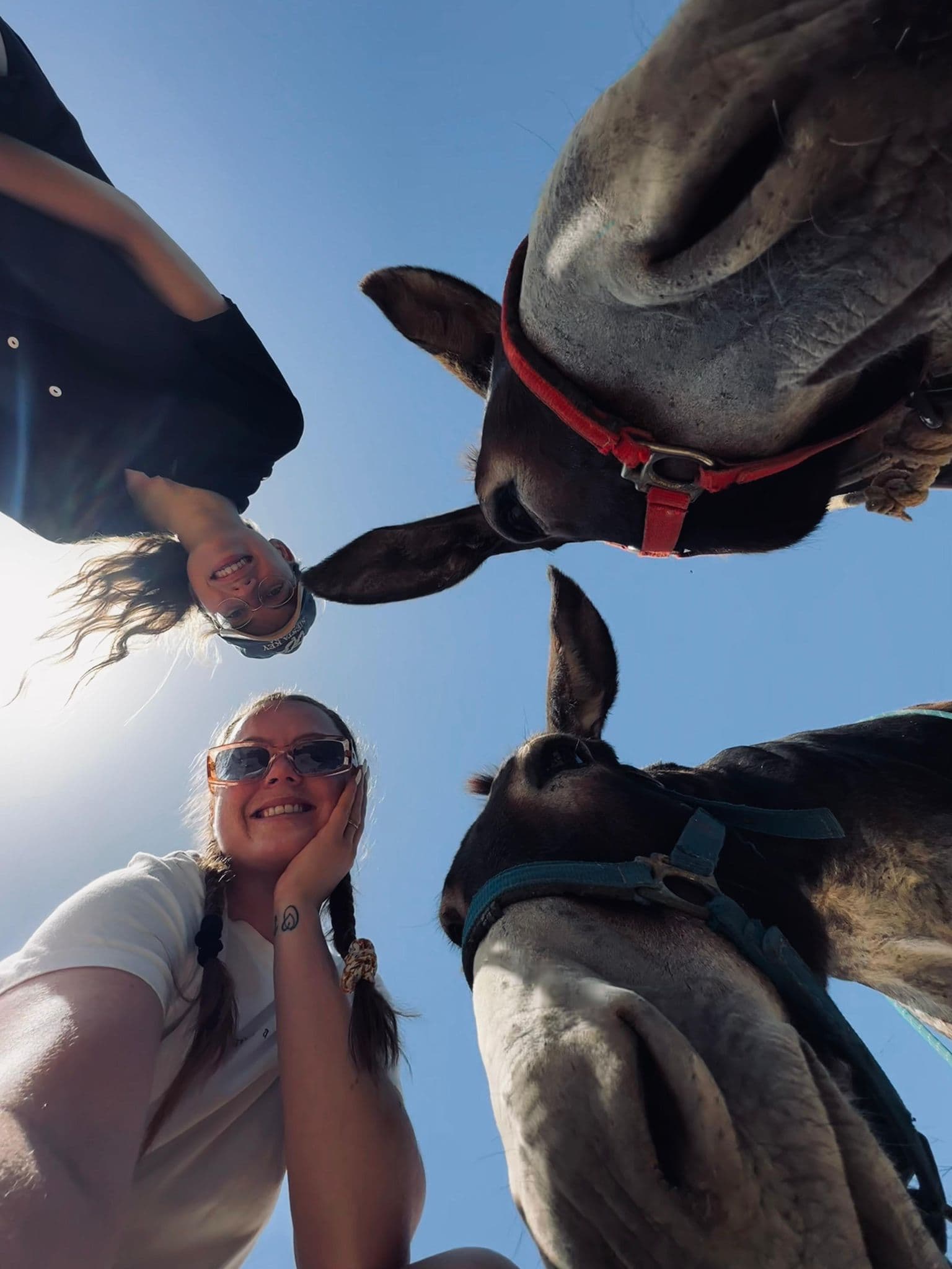 Magical donkey encounters