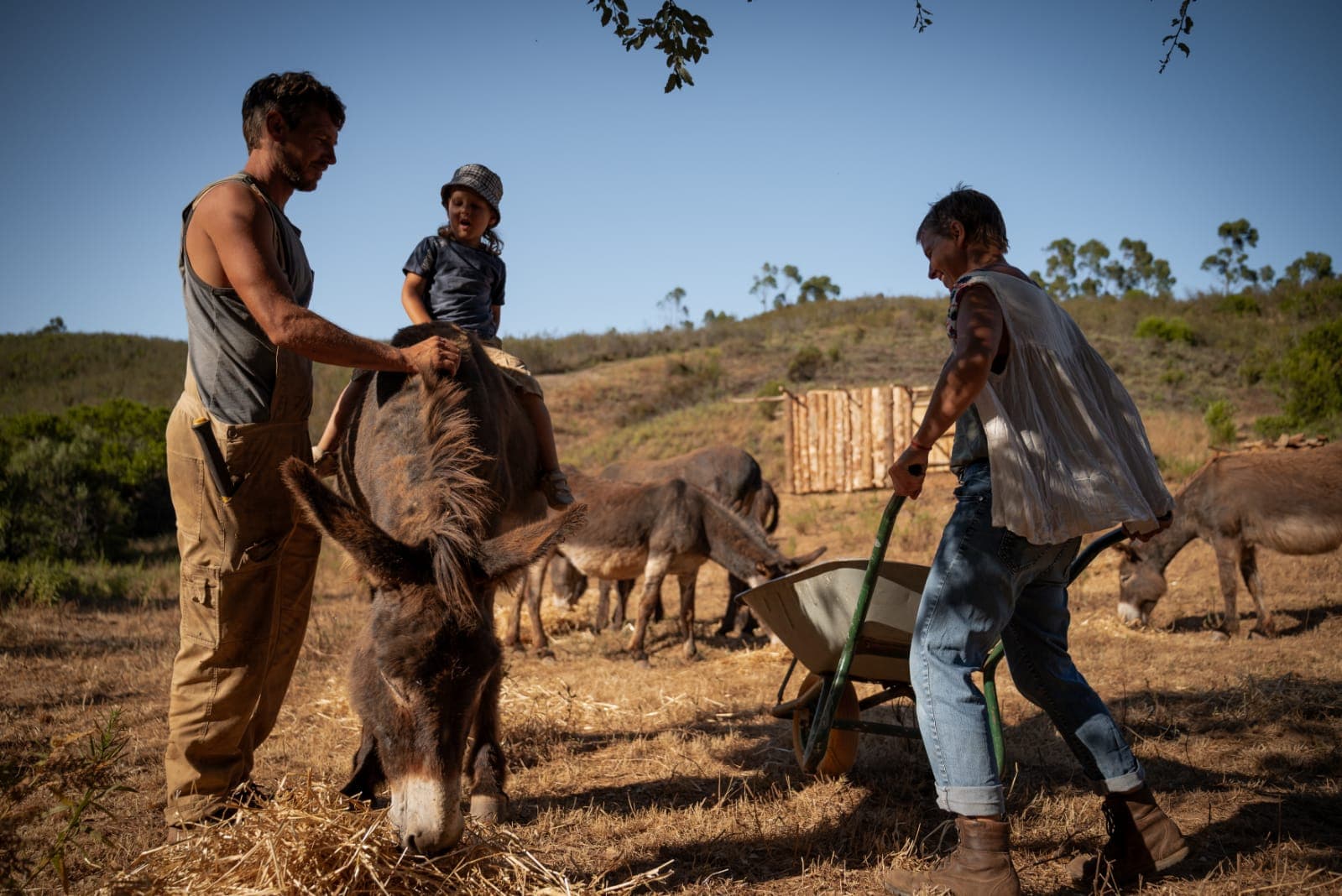 A passion for donkeys