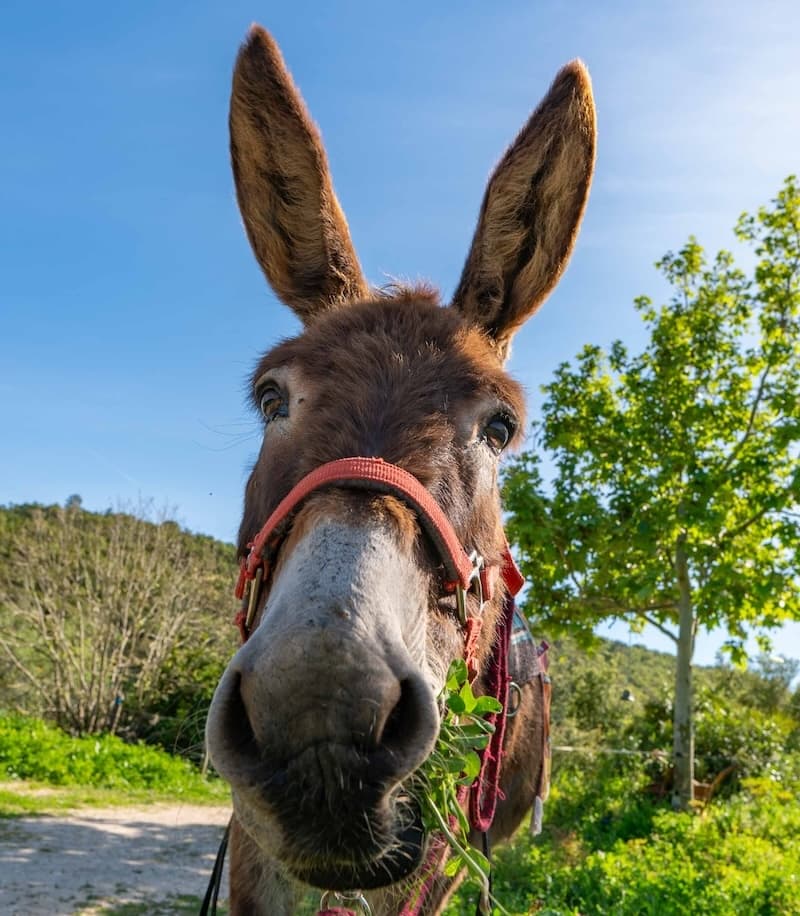 Happiness with pottery and donkeys