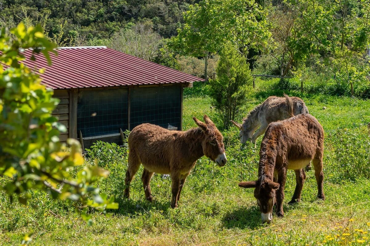 Donkeys in nature