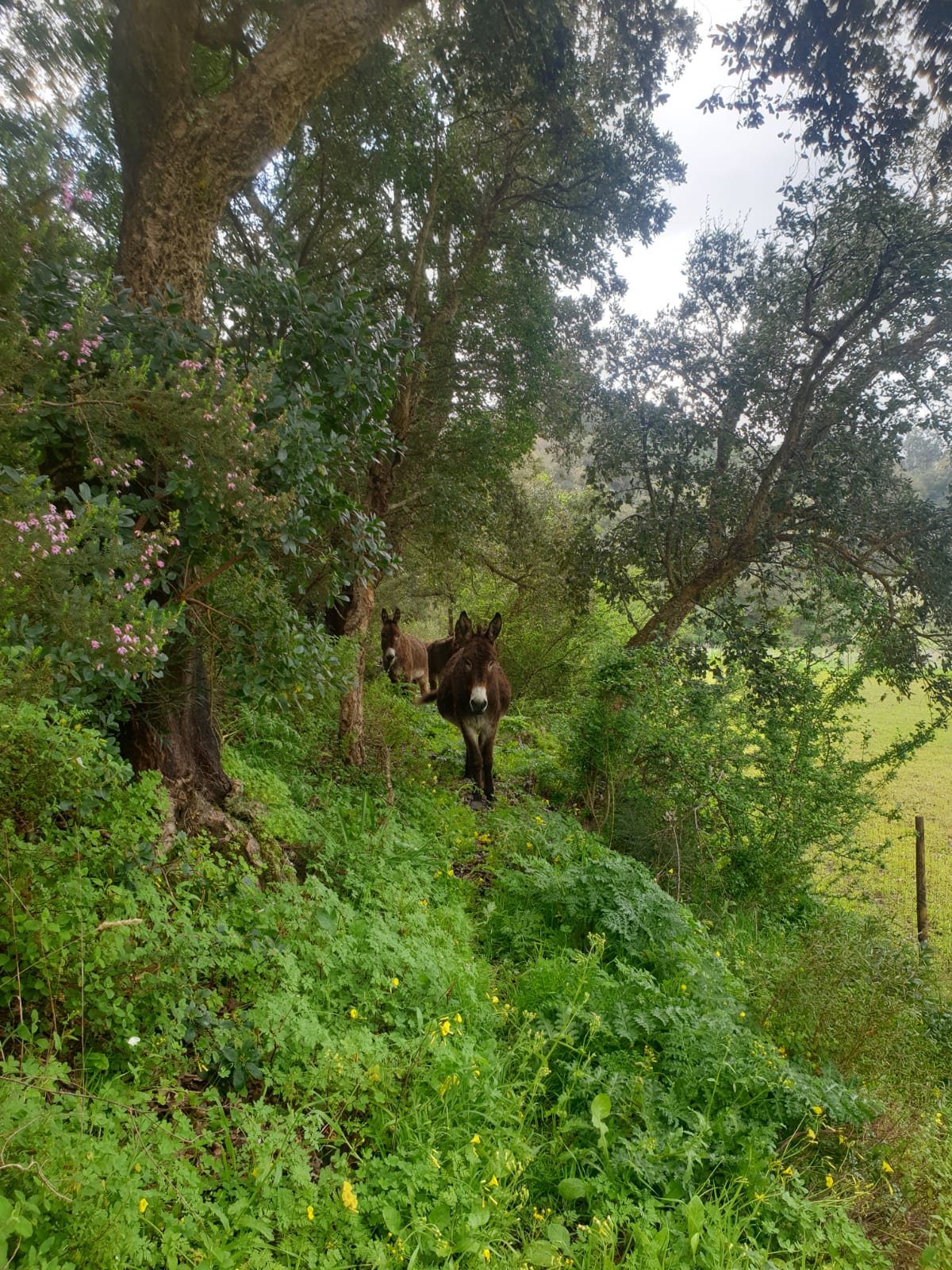 The Wild Donkey Walk