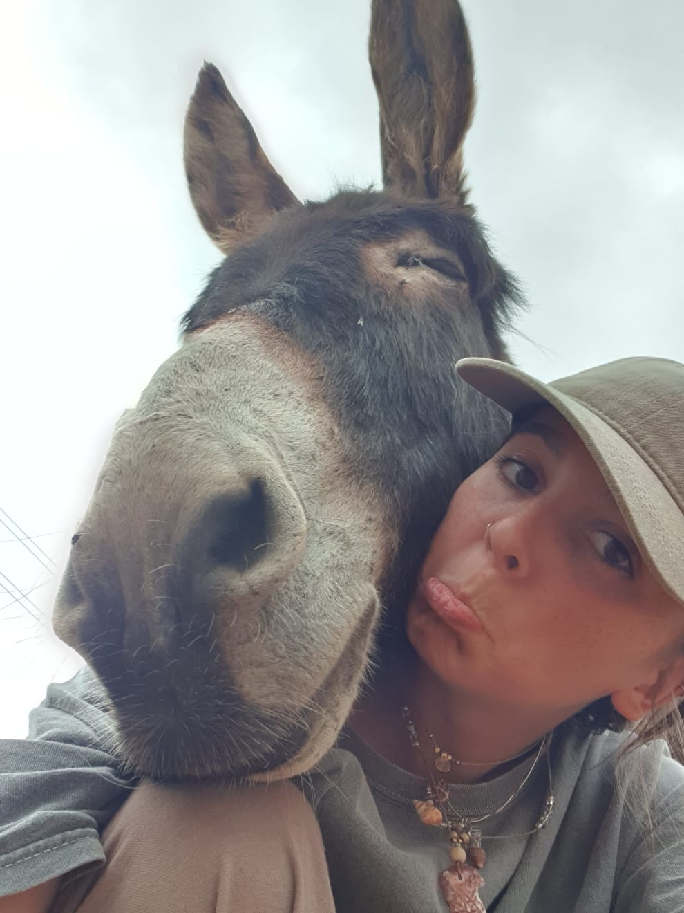 Volunteer helping donkeys