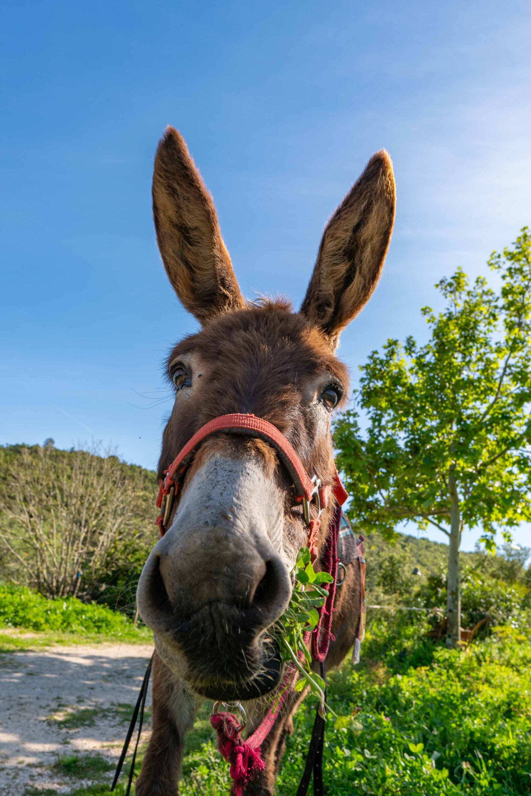 Hora dos burros
